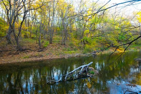 Quiet River Flow Through The Forest Stock Photo Image Of Autumn