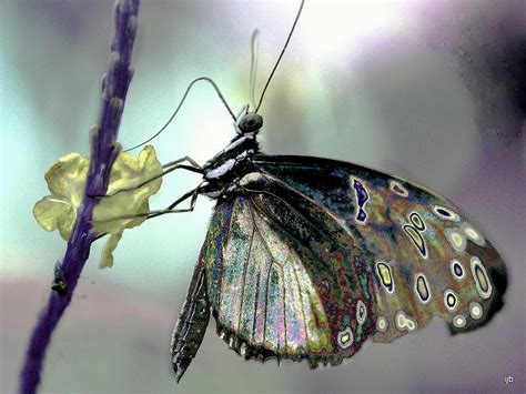 Iridescent Butterfly Photograph By Irma Backelant Galleries Fine Art