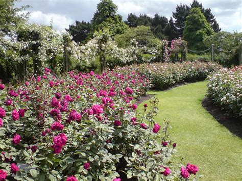 Because Regents Park Rose Garden In The Spring Is A Taste Of Heaven