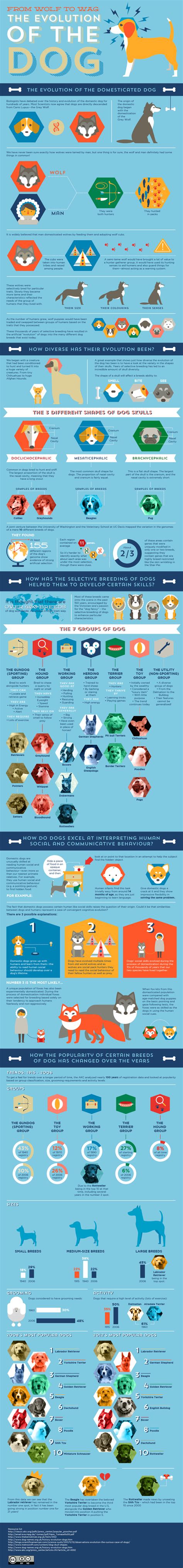 The Evolution Of The Dog Infographic Blog Infographic Submissions