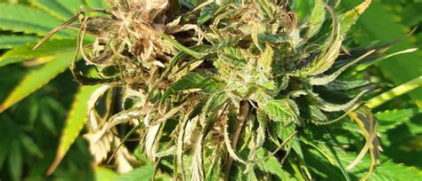 Cannabis Bud Rot How To Avoid Identify And Get Rid Of It