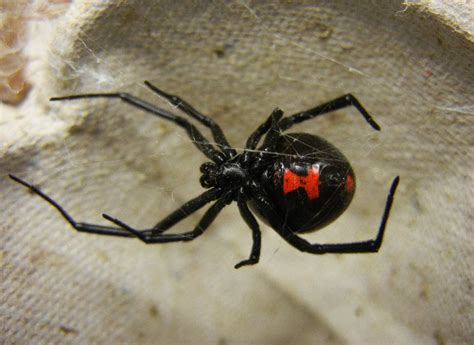 Mature female black widows present this appearance. Animal You: November 2012