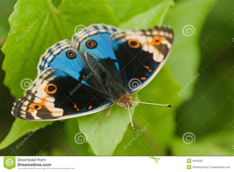 Butterfly Macro Stock Photo Image Of Bush Nature Black