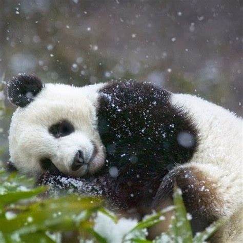 Pin By Imgsrc On Animals Wallpapers Sleeping Panda Panda Bear Panda