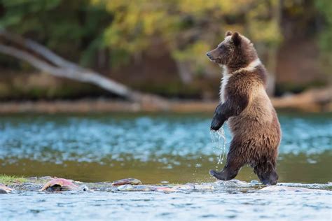 Grizzly Bear Bears Nature Animals River Hd Wallpaper Wallpaper Flare