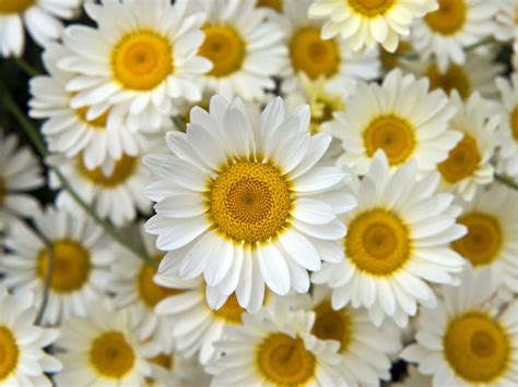Real Flowers Bing Images Pretty Florals Pinterest
