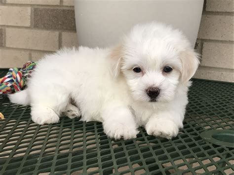 Browse adorable, healthy pups from 100+ breeds and find your new family member. Coton de Tulear puppy available for adoption. 574-354-2428. | Coton de tulear, Coton de tulear ...