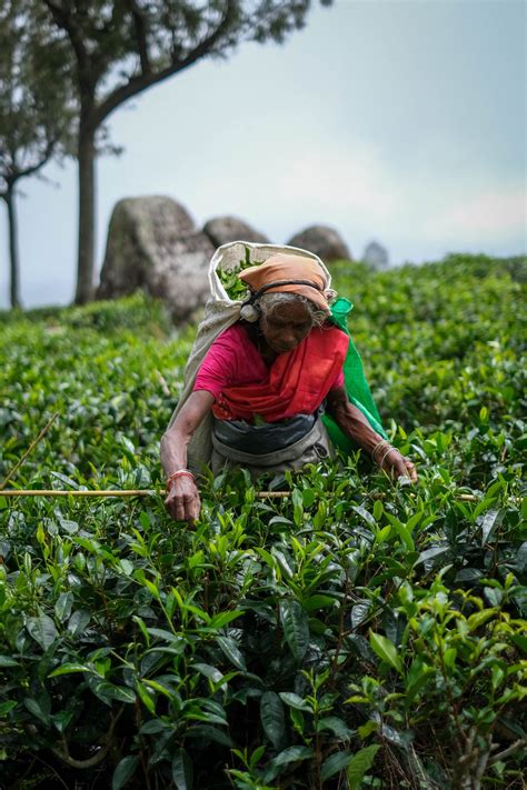 The 5 Best Tea Plantations To Visit In Sri Lanka Man Vs Globe