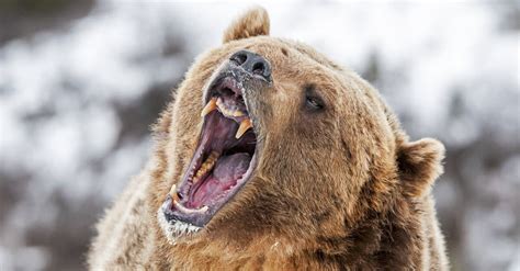 What Was The Largest Grizzly Bear Ever Kept In A Zoo A Z Animals