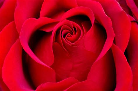 Red Rose Bookey Images Beautiful Rose Flower Images Photo Wallpaper