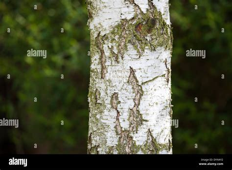 Birch Bark Hi Res Stock Photography And Images Alamy