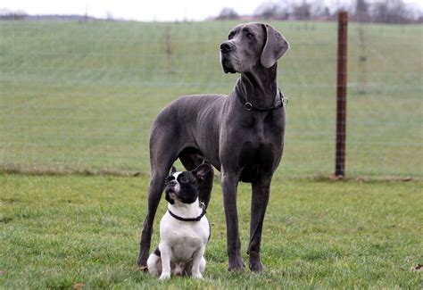 Great Dane Dog Breeds A To Z Popping Dog Originshistorytraining
