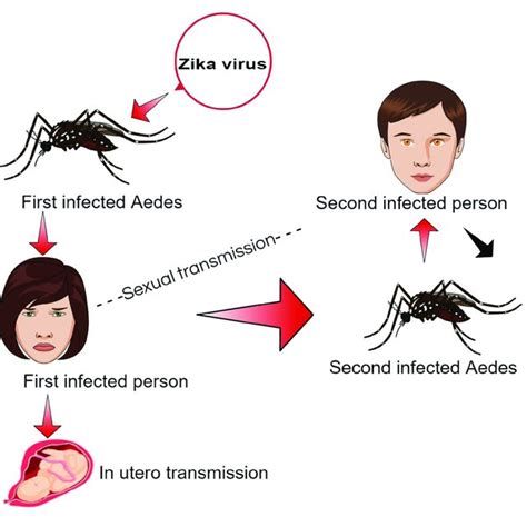 Pdf Prevention And Control Strategies To Counter Zika Epidemic