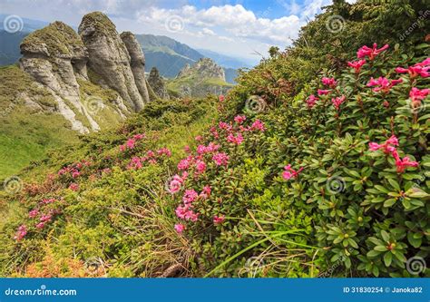 Pink Mountain Flowers And Geological Formationsciucas Mountains