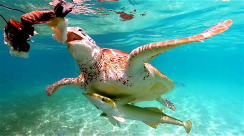 sea turtles swimming
