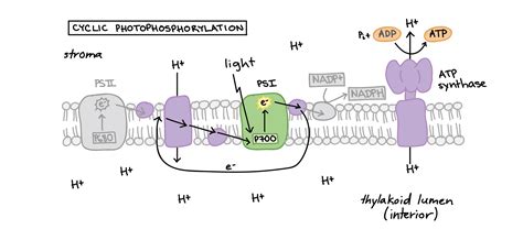 Photosynthesis is the biochemical pathway which converts the energy of light into the bonds of glucose while not considered part of the calvin cycle, these products can be used to create a variety of 2. What happens in photosystem 2, IAMMRFOSTER.COM