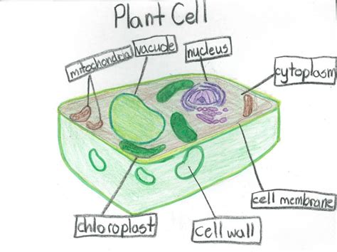 Plant Cell Diagrams Labeled For Kids 101 Diagrams