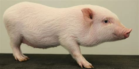 About Pigs And Pig Breeds