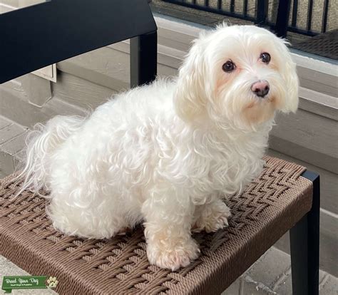 Looking For A Handsome Maltese Boy Stud Dog Montgomery County