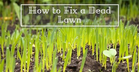 How To Fix A Dead Lawn 6 Step Plan Treillageonline