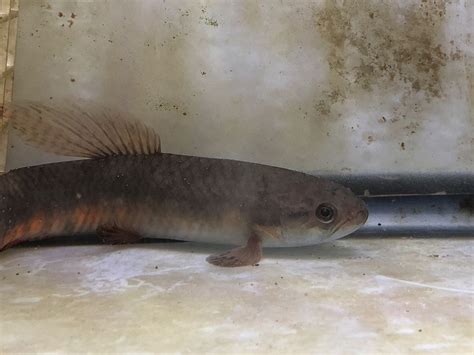 Freshwater Red Wolf Fish 6 Inch Plus Live Fish Wolffish