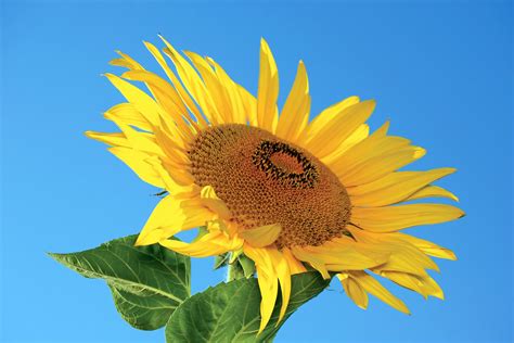 Girasol Free Photo Download Freeimages