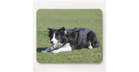Border Collie Laying Down Mouse Pad Zazzle