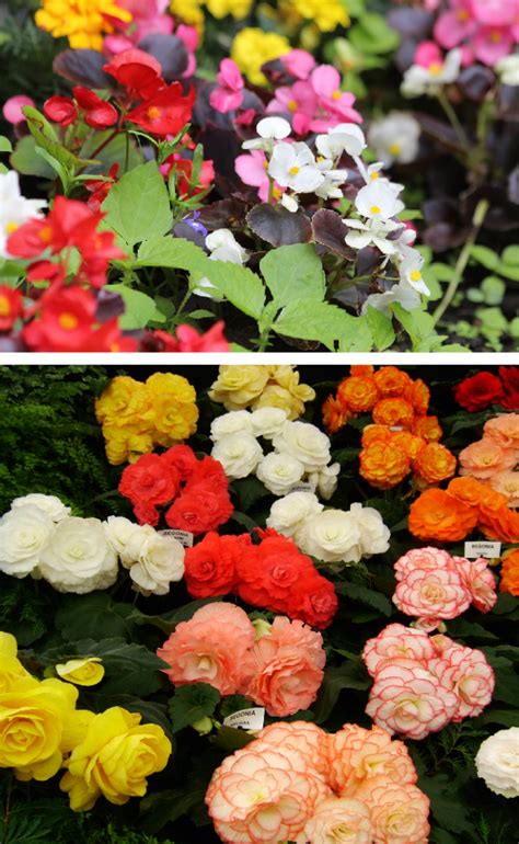 Top 10 Summer Bedding Flower Plants Your Info Master