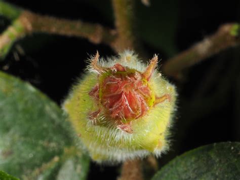 Ficus Coronata Spin Plants Of The World Online Kew Science