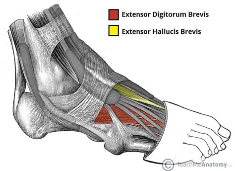 Muscles Of The Foot Dorsal Plantar TeachMeAnatomy