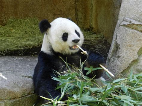 Panda Eating Bamboo ️pandahs ️ Pinterest