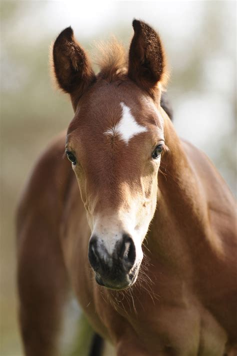 Other cute baby names might be better as nicknames for formal names—or reserved for kittens and doll babies. Chestnut foal. Cute | Most beautiful horses, Horse love, Foals