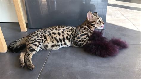 F1 Bengal Cat Playing With Fur Asian Leopard Cat Hybrid