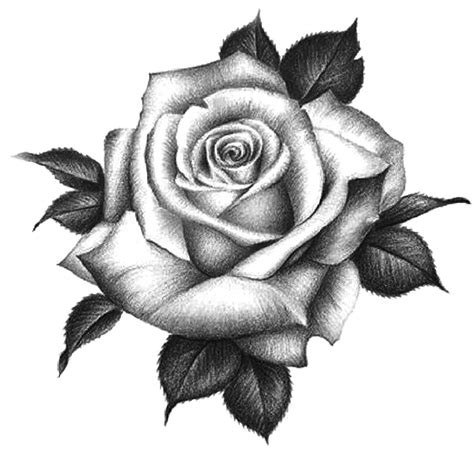 Rose Tattoo Stencil Rose Drawing Tattoo Tattoo Shading Rose Hand