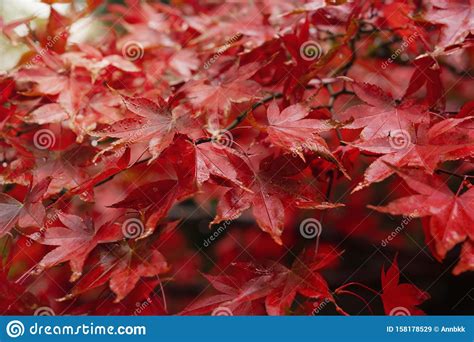 Selective Focus Of Branches Of Japaness Red Maple Tree With Rain Drops