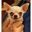 15 Signs You Are A Crazy Chihuahua Person  Page 3 Of 4 The Paws