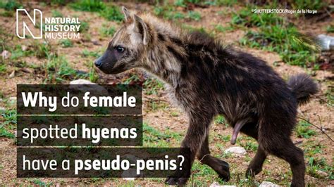 why do female spotted hyenas have a pseudo penis natural history museum youtube