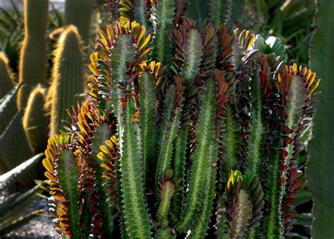 En esta página podrás encontrar los nombres y fotos de cactus más comunes. Euphorbia trigona, en Waste Magazine