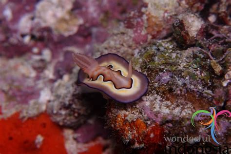 West Papua - West Irian Jaya Tourism - Photo Gallery ...
