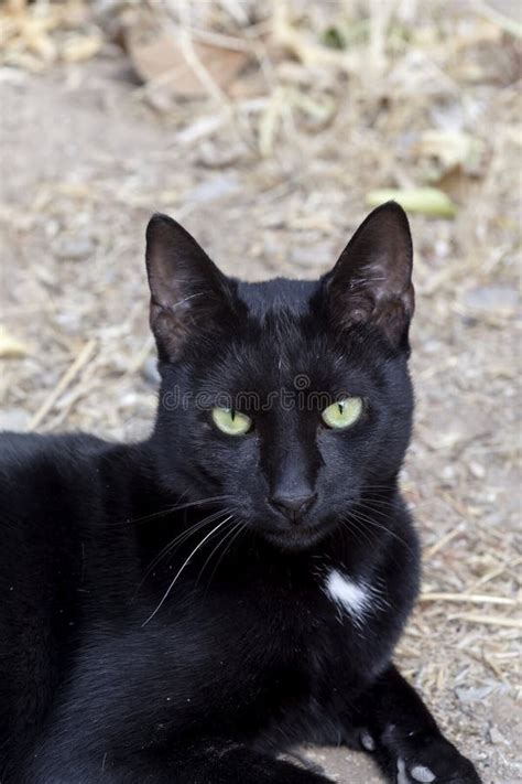 The Portrait Of A Black Cat With Green Eyes Close Up Stock Image