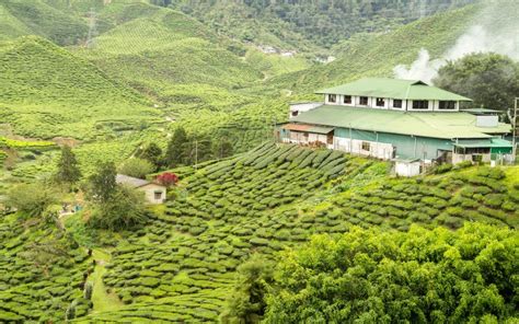 Best Time To Visit Munnar Summer Winter Or Monsoon Iris Holidays