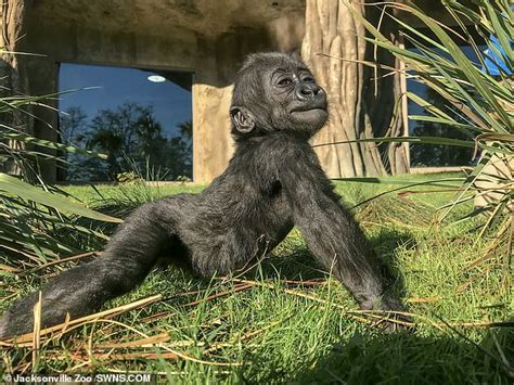 Baby Gorilla Sticks Its Tongue Out At The Camera In An Adorable Video