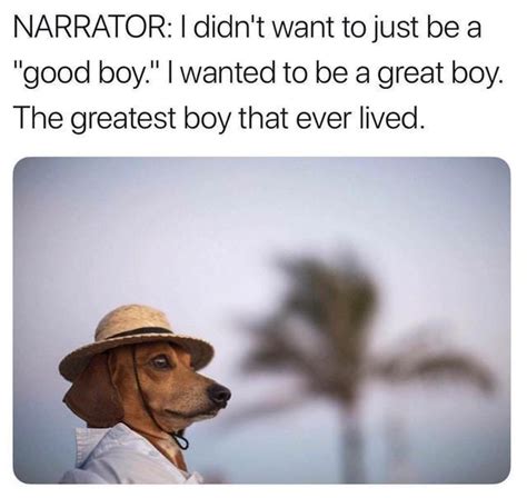 Meme Of A Dachshund In A Hat Under The Caption Narrator I Didnt