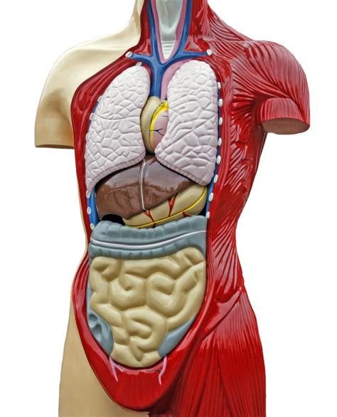What Is The Ventral Body Cavity With Pictures