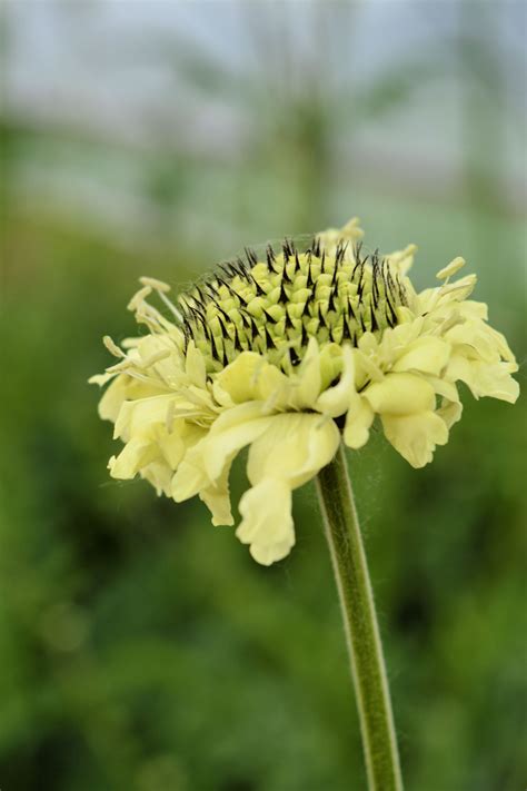 Scabiosa Giant Yellow Uprising Seeds