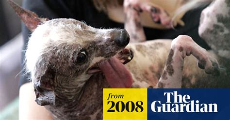 End Of The Line For Gus The Worlds Ugliest Dog Us News The Guardian