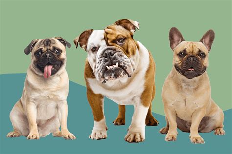 Differences Between A Pug Vs French Bulldog Vs English Bulldog