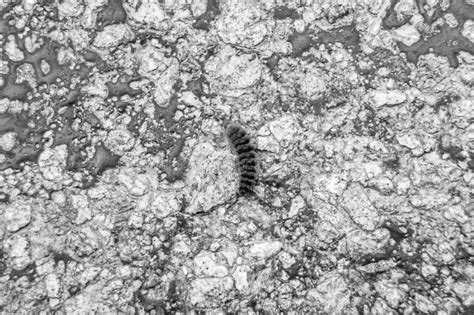 Photography On Theme Beautiful Hairy Caterpillar In Hurry To Turn Into