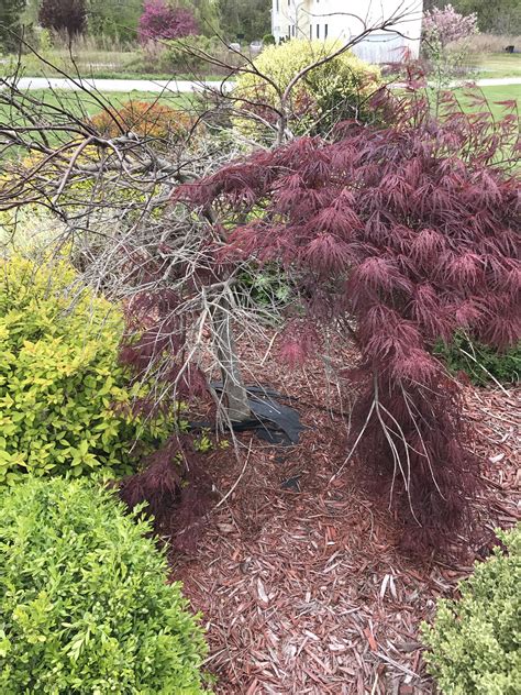 Just take care not to remove more than half of the tree's total mass. Japanese Maple Problems - The Home Garden