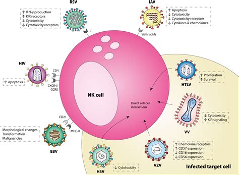 To infect a cell, the dengue virus initially binds to the cell surface. Viruses | Free Full-Text | Viral Infection of Human ...